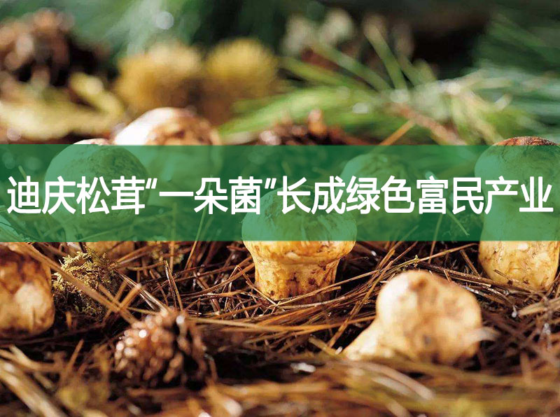 迪庆松茸——“一朵菌”长成绿色富民产业