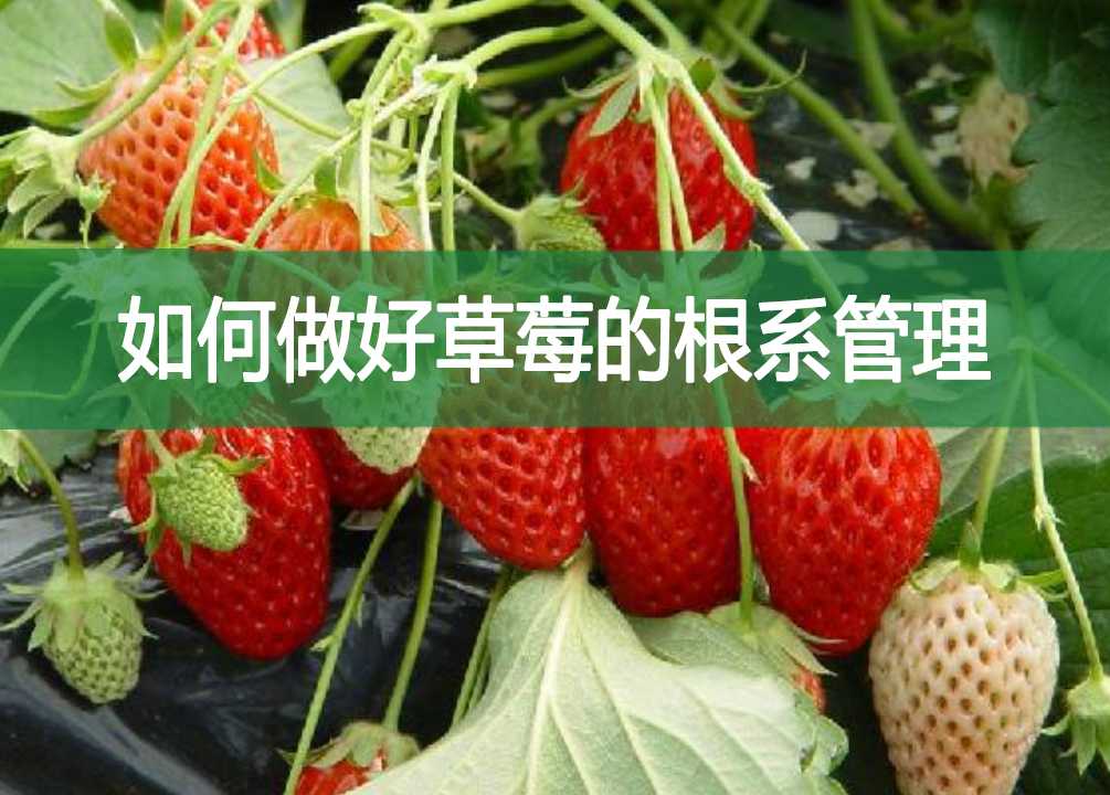 如何做好草莓的根系管理