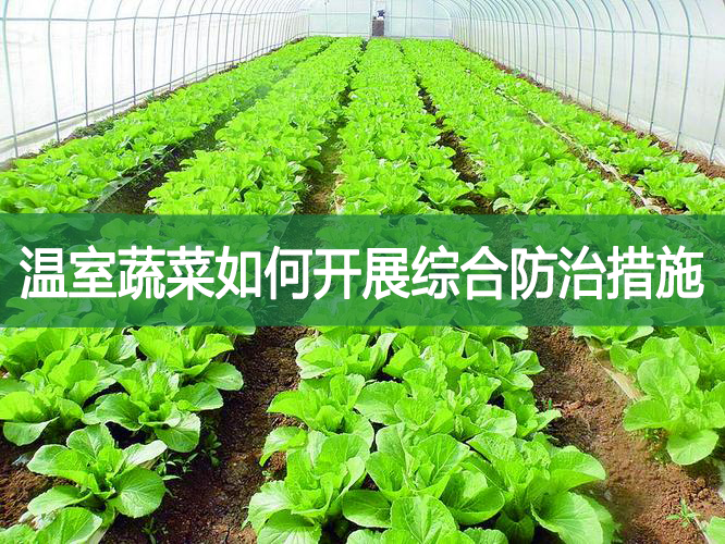 温室蔬菜如何开展综合防治措施