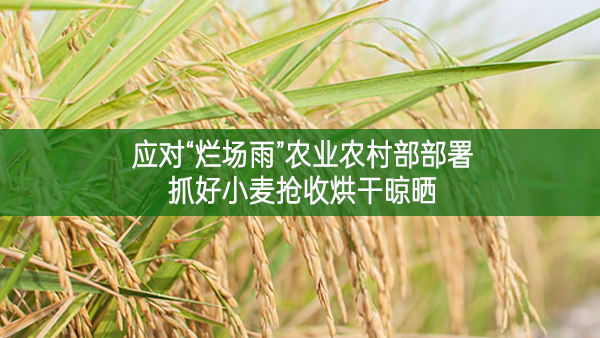应对“烂场雨”农业农村部部署抓好小麦抢收烘干晾晒