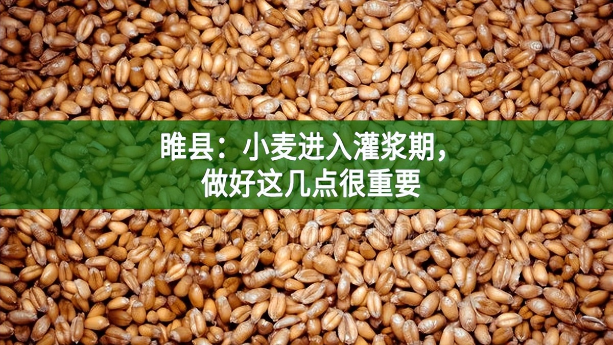 睢县：小麦进入灌浆期，做好这几点很重要