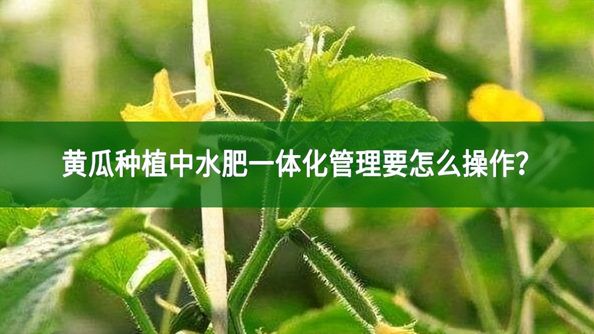 黄瓜种植中水肥一体化管理要怎么操作?