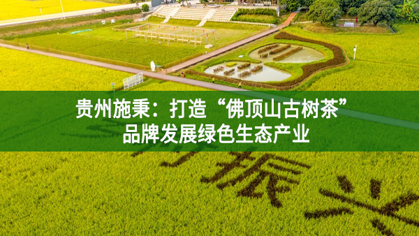 贵州施秉：打造“佛顶山古树茶”品牌发展绿色生态产业