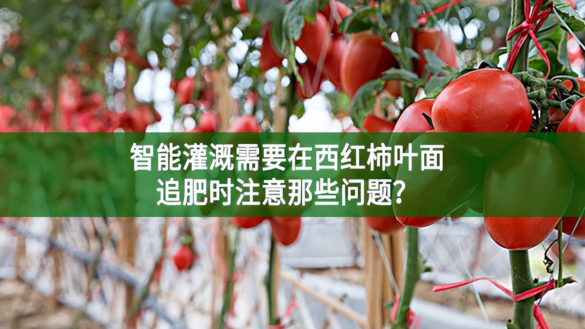 智能灌溉需要在西红柿叶面追肥时注意那些问题?