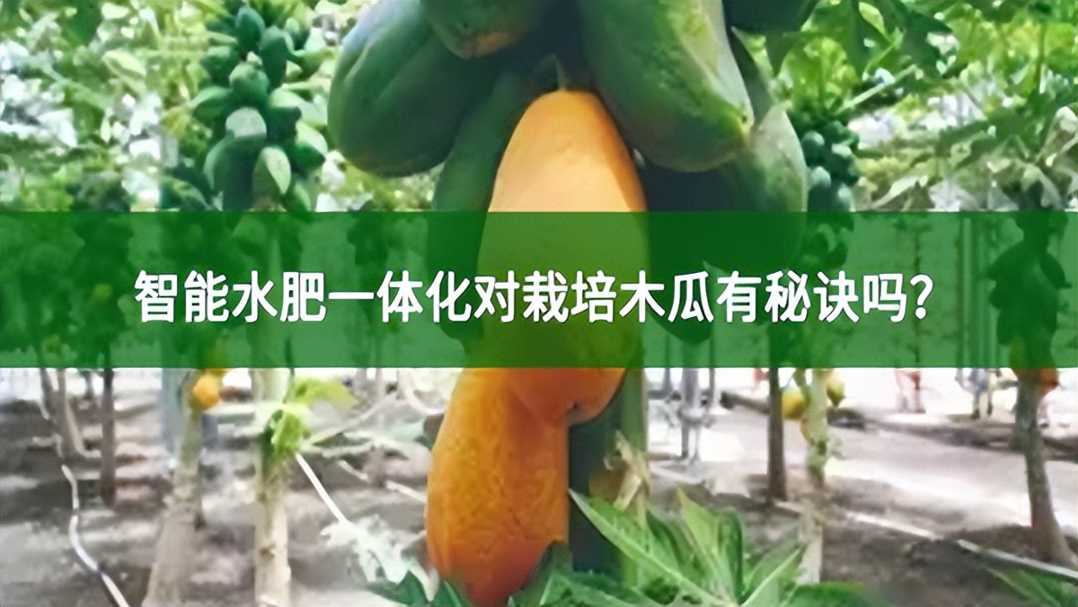 智能水肥一体化对栽培木瓜有秘诀吗?
