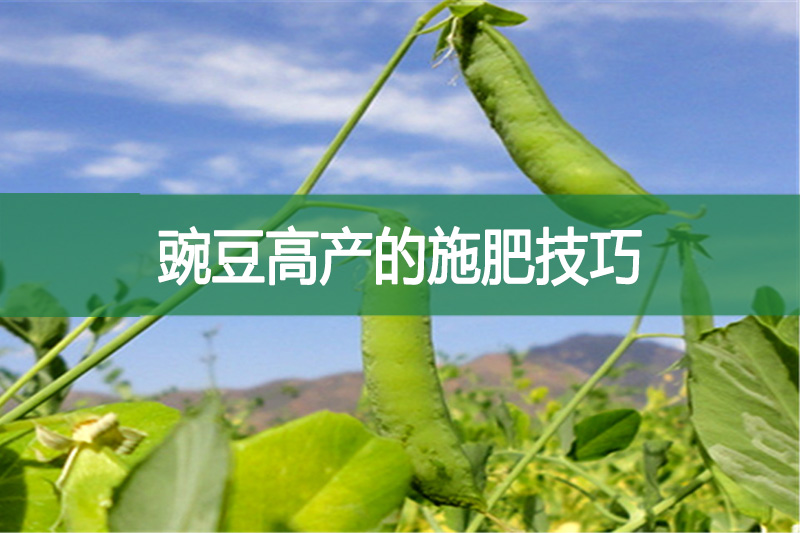 豌豆高产的施肥技巧