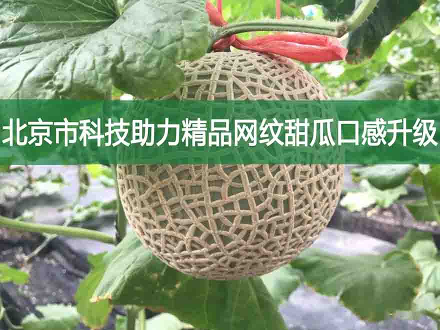 北京市科技助力精品网纹甜瓜口感升级
