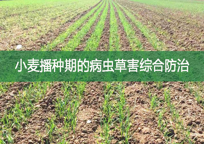 小麦播种期的病虫草害综合防治