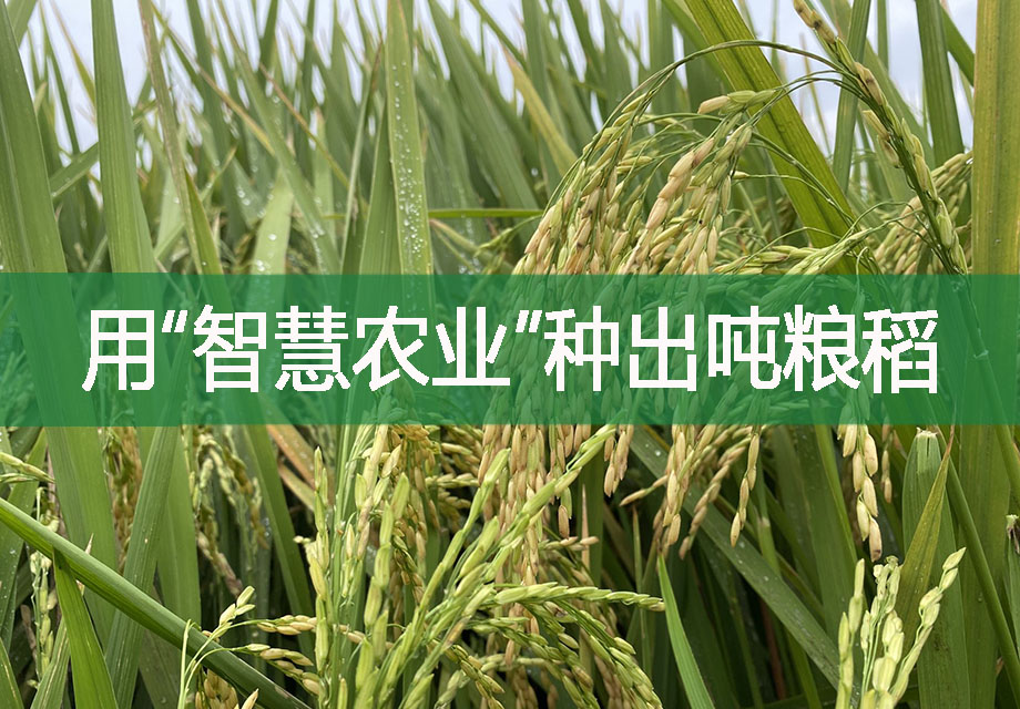 用“智慧农业”种出吨粮稻