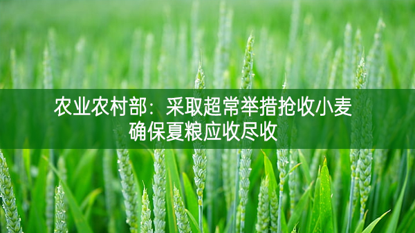 农业农村部：采取超常举措抢收小麦，确保夏粮应收尽收