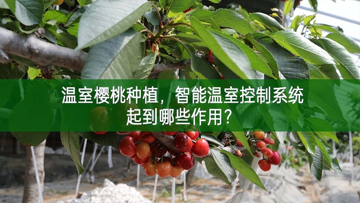 温室樱桃种植，智能温室控制系统起到哪些作用？