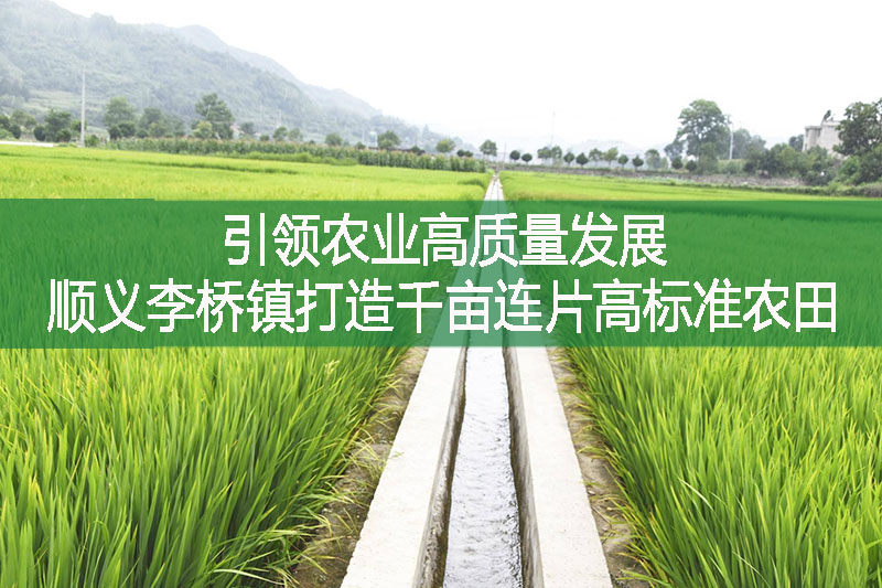引领农业高质量发展，顺义李桥镇打造千亩连片高标准农田