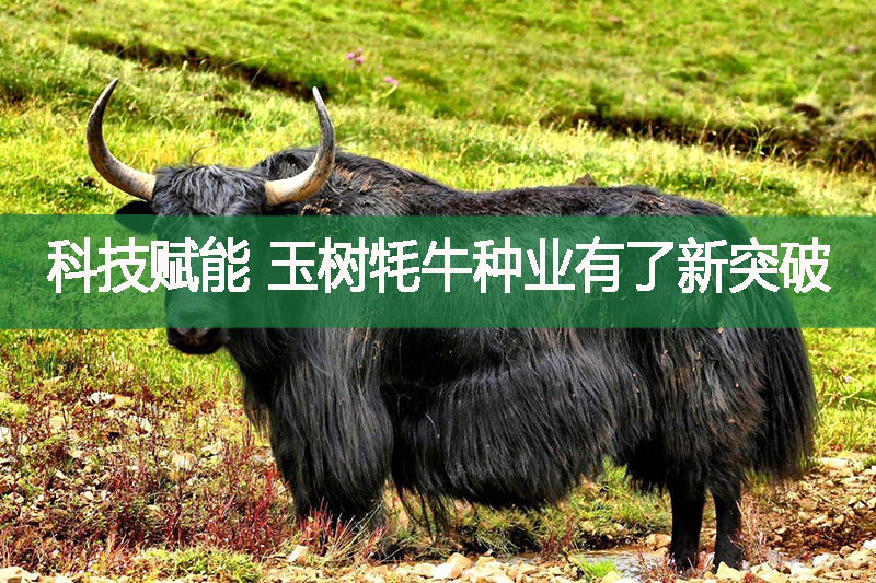 科技赋能 玉树牦牛种业有了新突破