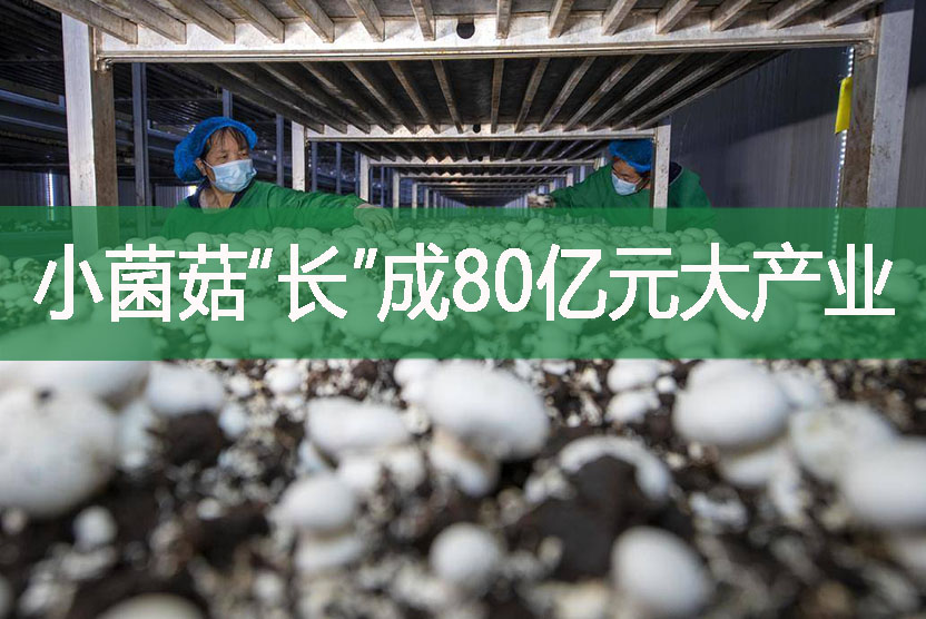 小菌菇“长”成80亿元大产业