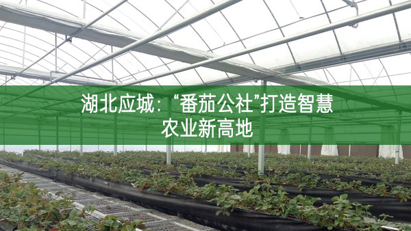 湖北应城：“番茄公社”打造智慧农业新高地