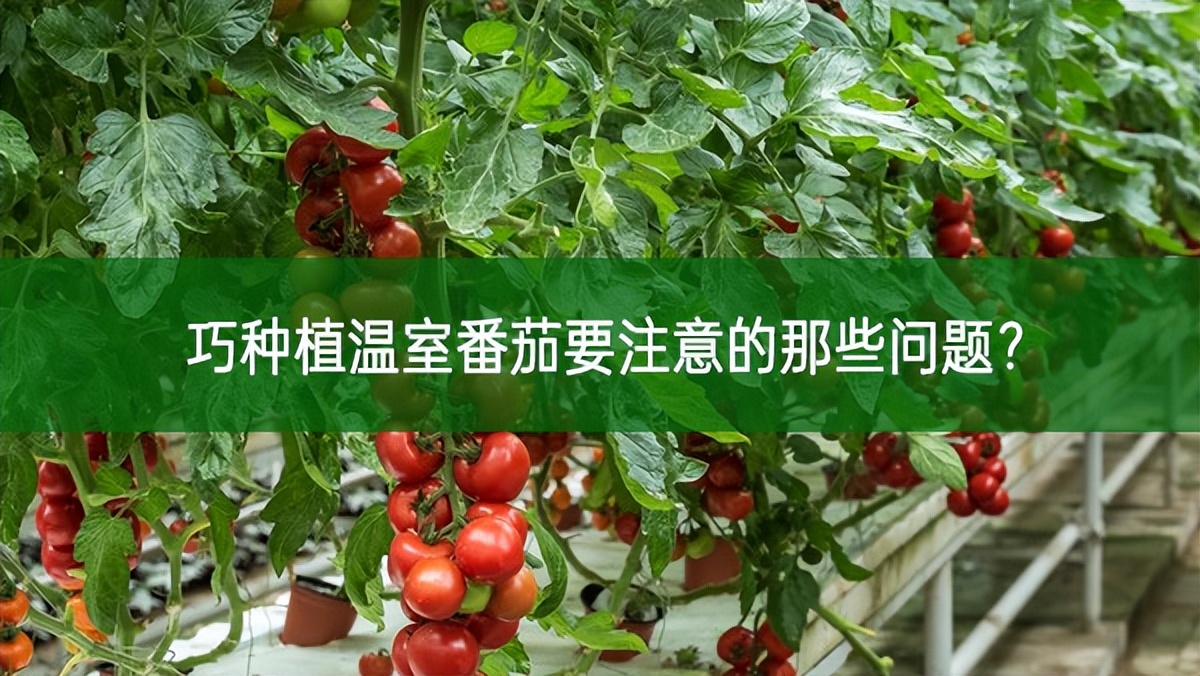巧种植温室番茄要注意的那些问题?
