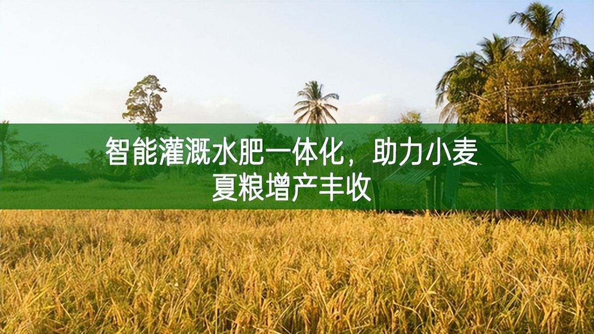 智能灌溉水肥一体化，助力小麦夏粮增产丰收