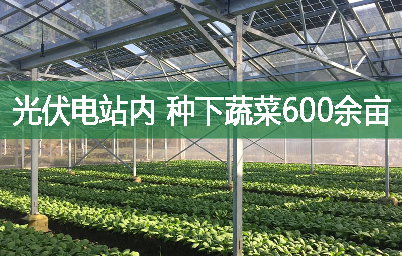 光伏电站内，种下蔬菜600余亩