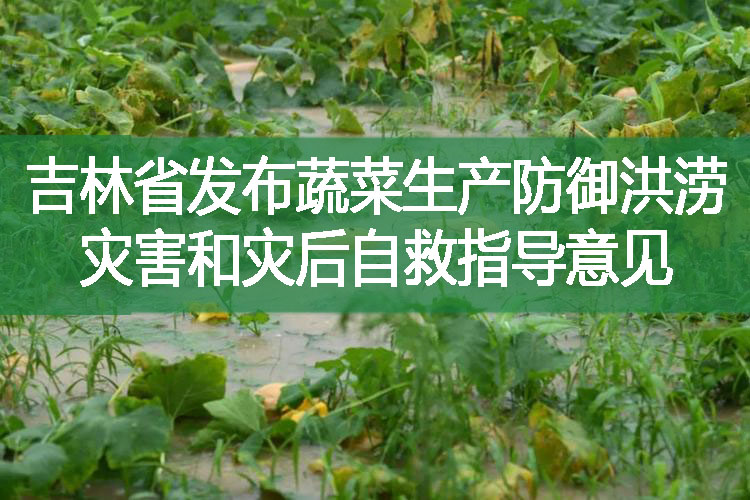 吉林省发布蔬菜生产防御洪涝灾害和灾后自救指导意见