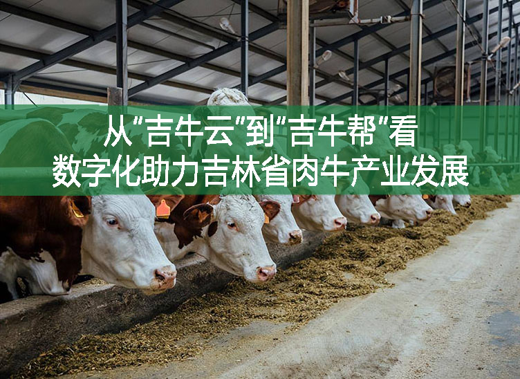 从“吉牛云”到“吉牛帮”看数字化助力吉林省肉牛产业发展