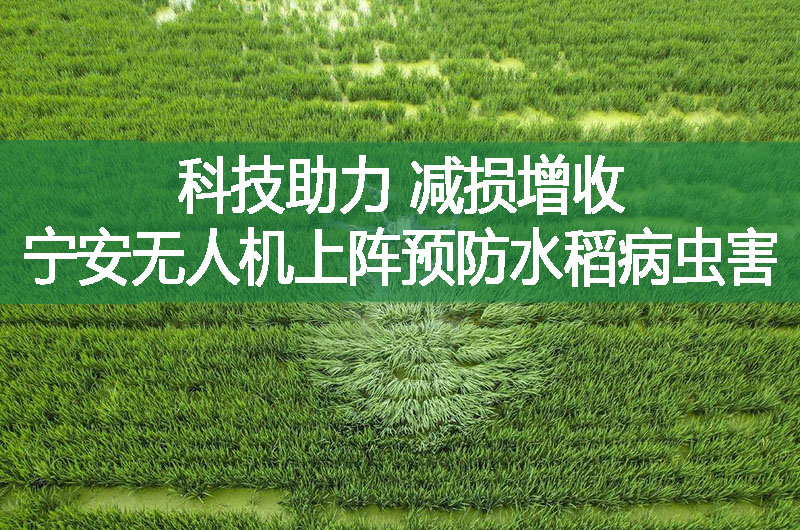 科技助力 减损增收 宁安无人机上阵预防水稻病虫害