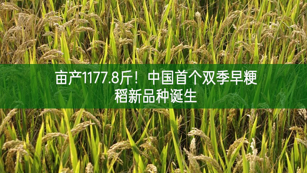 亩产1177.8斤！中国首个双季早粳稻新品种诞生
