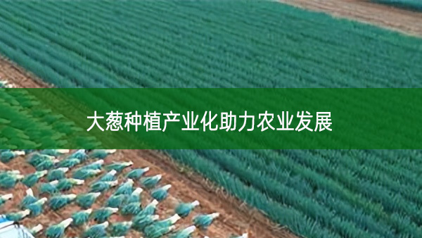 大葱种植产业化助力农业发展