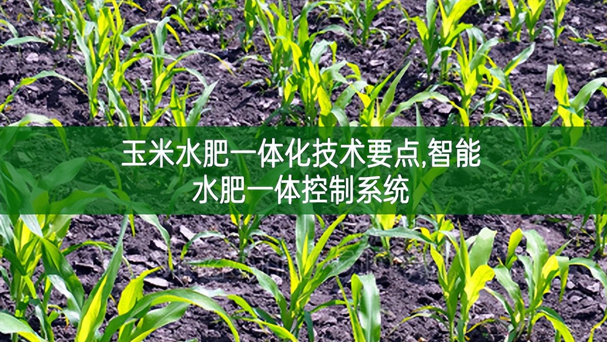 玉米水肥一体化技术要点,智能水肥一体控制系统
