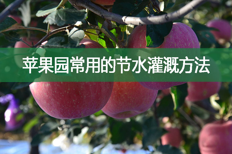 苹果园常用的节水灌溉方法