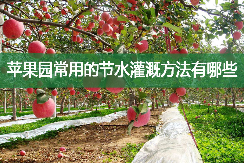 苹果园常用的节水灌溉方法有哪些?