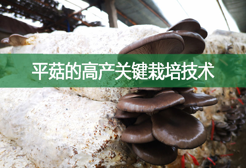 平菇的高产关键栽培技术