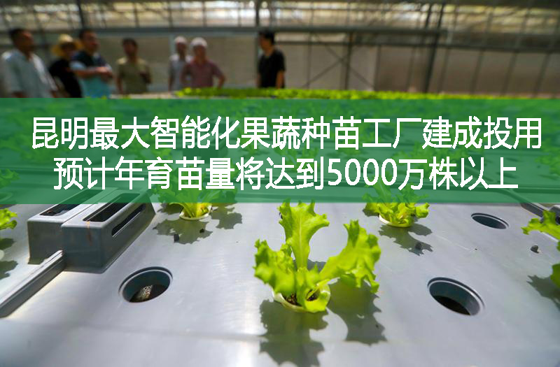 昆明最大智能化果蔬种苗工厂建成投用 预计年育苗量将达到5000万株以上