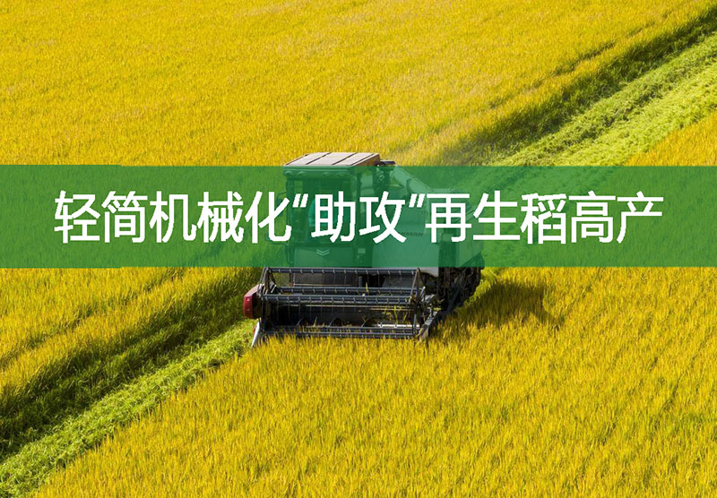 轻简机械化“助攻”再生稻高产