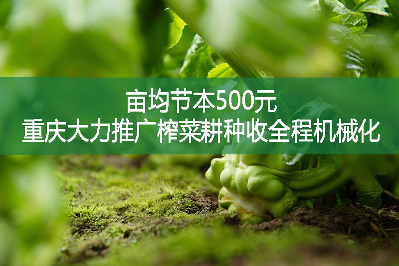 亩均节本500元 重庆大力推广榨菜耕种收全程机械化