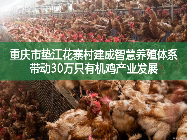 重庆市垫江花寨村建成智慧养殖体系 带动30万只有机鸡产业发展