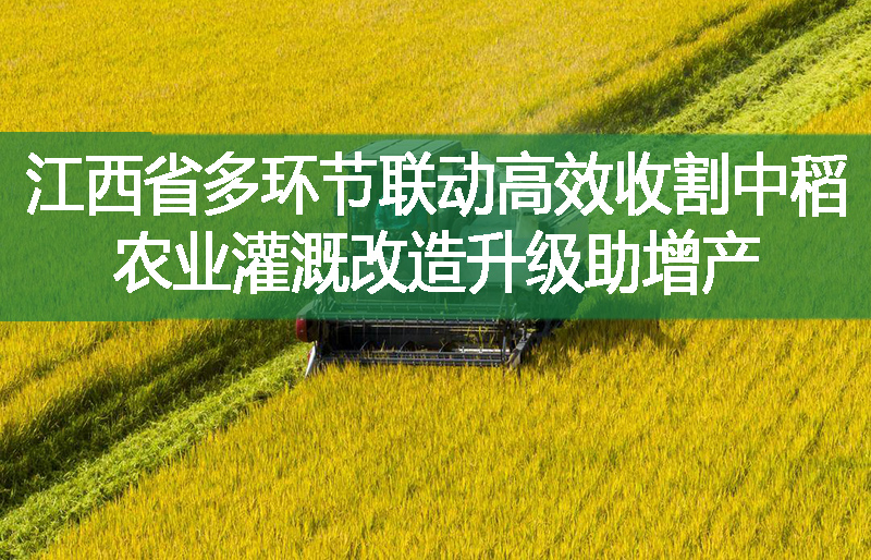 江西省多环节联动高效收割中稻 农业灌溉改造升级助增产