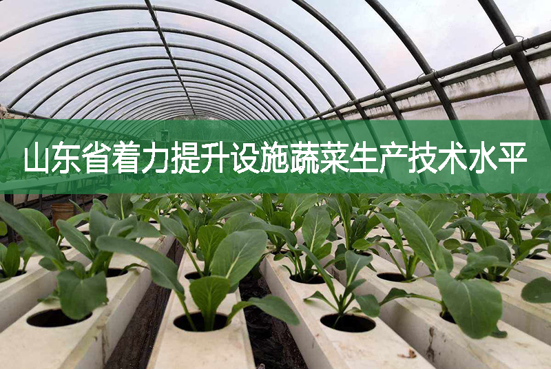 山东省着力提升设施蔬菜生产技术水平