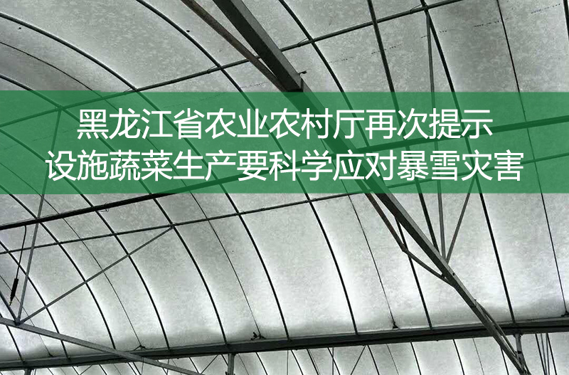 黑龙江省农业农村厅再次提示——设施蔬菜生产要科学应对暴雪灾害