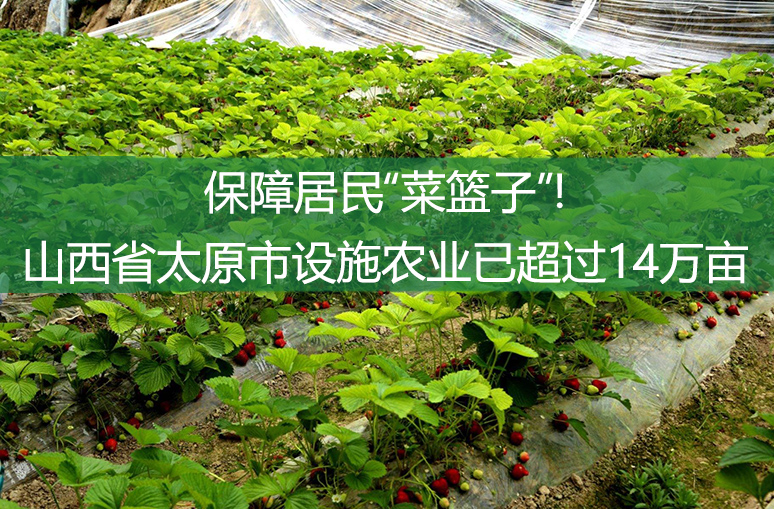 保障居民“菜篮子”!山西省太原市设施农业已超过14万亩