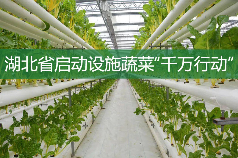 湖北省启动设施蔬菜“千万行动”