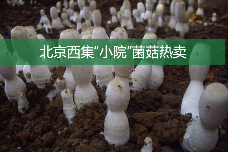 北京西集“小院”菌菇热卖