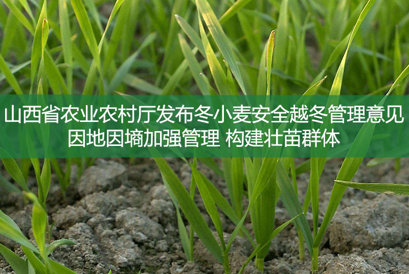 山西省农业农村厅发布冬小麦安全越冬管理意见 因地因墒加强管理 构建壮苗群体