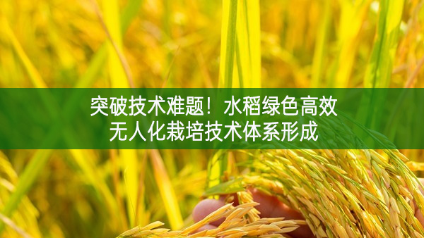 突破技术难题！水稻绿色高效无人化栽培技术体系形成