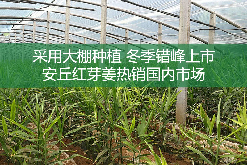 采用大棚种植 冬季错峰上市 安丘红芽姜热销国内市场
