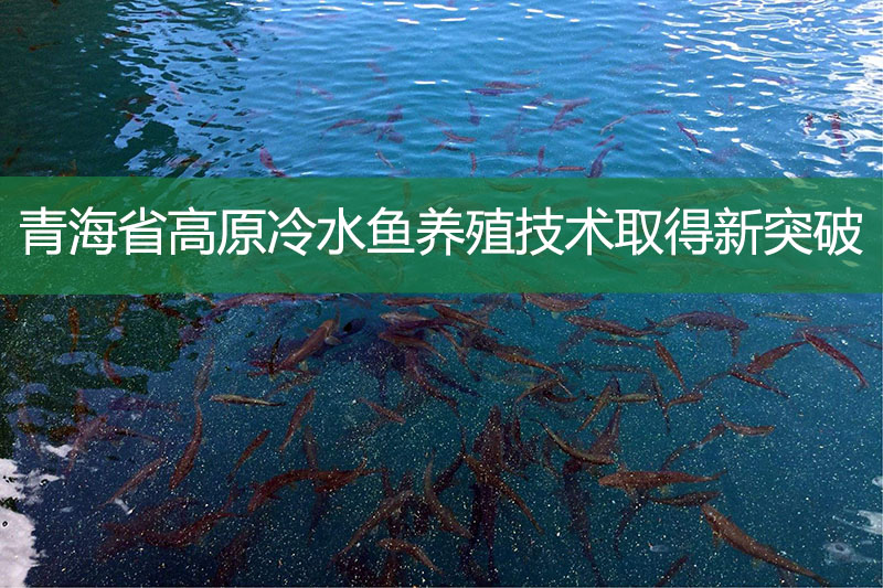 青海省高原冷水鱼养殖技术取得新突破