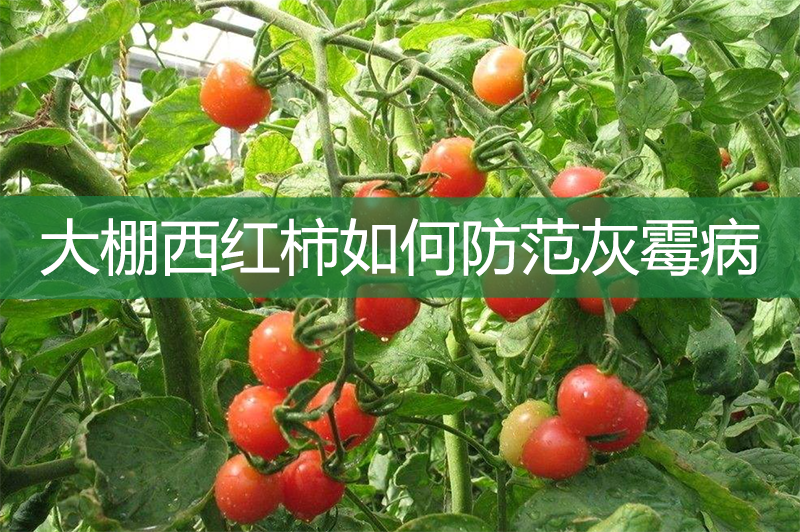 大棚西红柿如何防范灰霉病