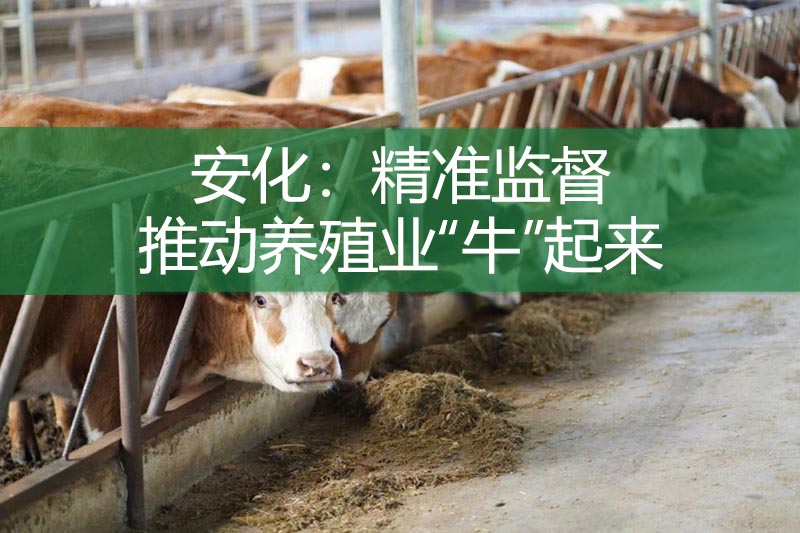 安化：精准监督 推动养殖业“牛”起来