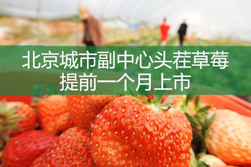 北京城市副中心头茬草莓提前一个月上市