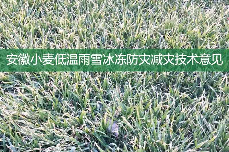 安徽小麦低温雨雪冰冻防灾减灾技术意见