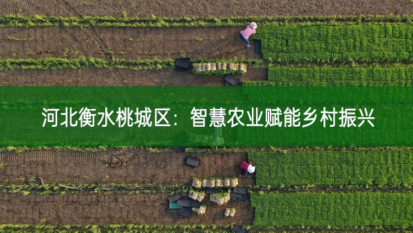 河北衡水桃城区：智慧农业赋能乡村振兴